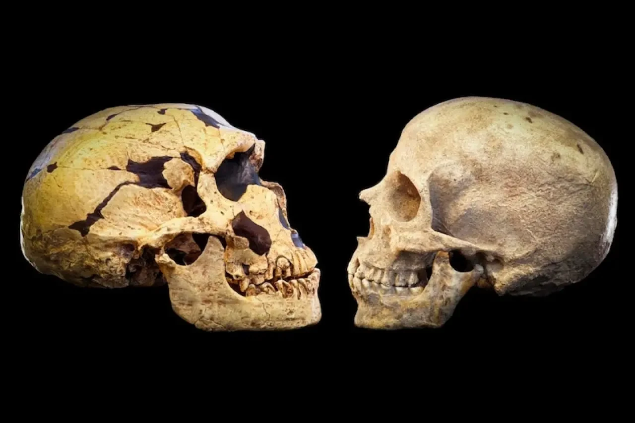 Son Dakika Bilinmeyen Bir Popülasyon, Genlerimizin Yüzde 20’sini Sağlamış