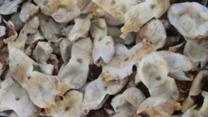 Mersin'de Beyaz Mut İnciri Hasadı Tamamlandı