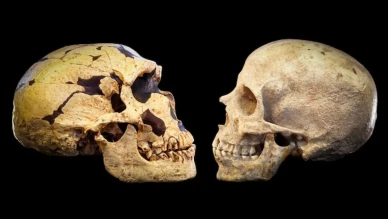 Son Dakika Bilinmeyen Bir Popülasyon, Genlerimizin Yüzde 20’sini Sağlamış