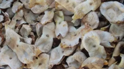 Mersin'de Beyaz Mut İnciri Hasadı Tamamlandı