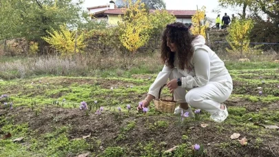 Dünyanın En Pahalı Baharatı: Safranın Hasadı Gerçekleşti