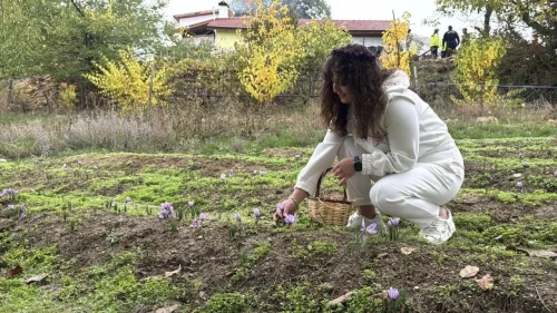 Dünyanın En Pahalı Baharatı: Safranın Hasadı Gerçekleşti