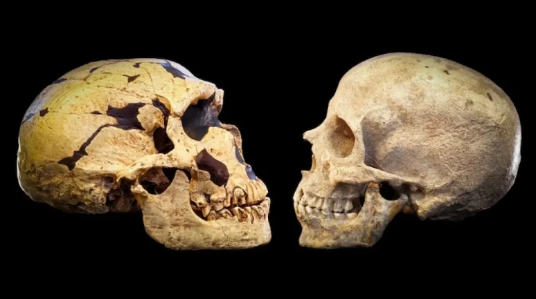 Son Dakika Bilinmeyen Bir Popülasyon, Genlerimizin Yüzde 20’sini Sağlamış